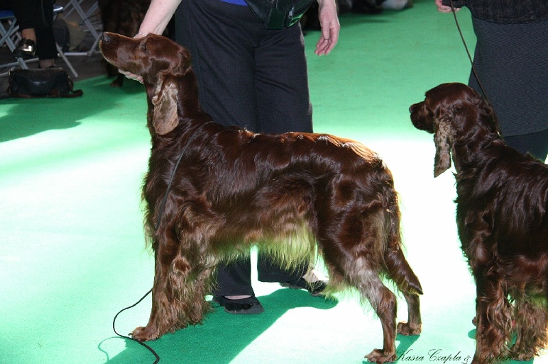 Crufts2011 800.jpg